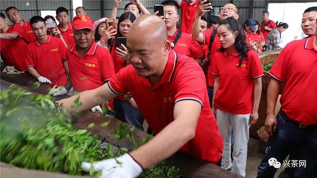 正皓茶龙腾普洱茶
