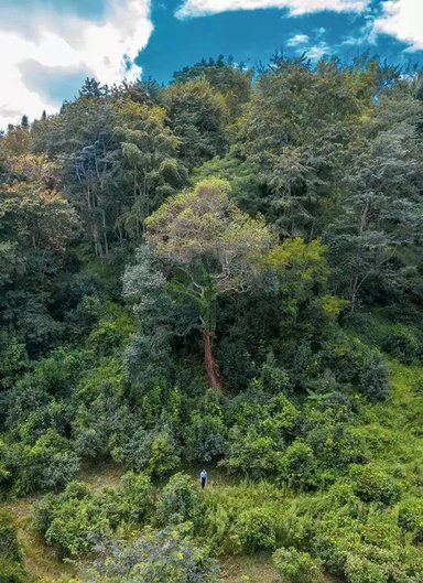 深山老林诠字饼班章古树普洱茶