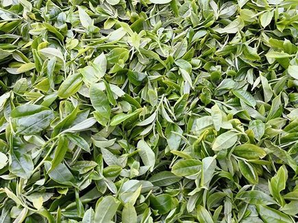 彤掌柜勐麻河大混株单株普洱茶