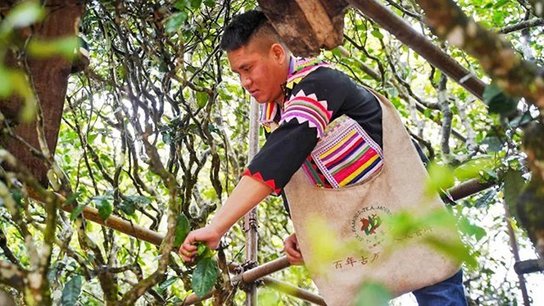 六大茶山普洱茶品牌