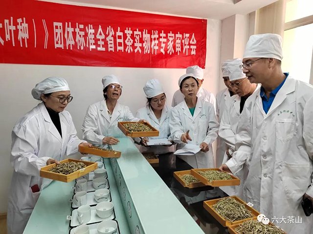 六大茶山普洱茶品牌