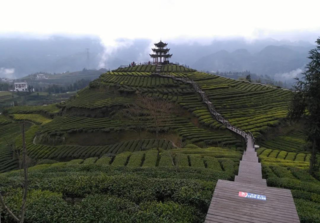 恩施州宣恩县美丽的茶园