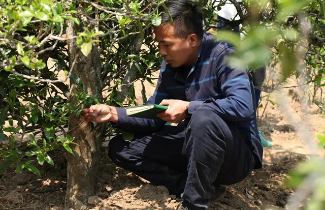 荣瑞祥梅子箐春茶