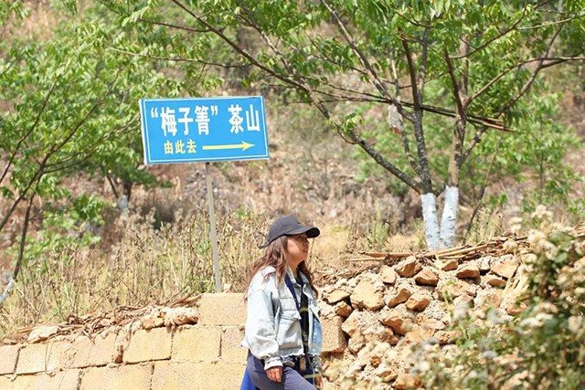 荣瑞祥梅子箐春茶