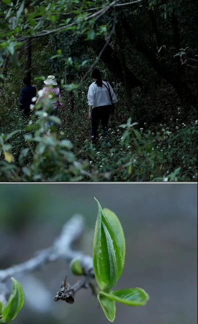 荣瑞祥2022年隐春茶