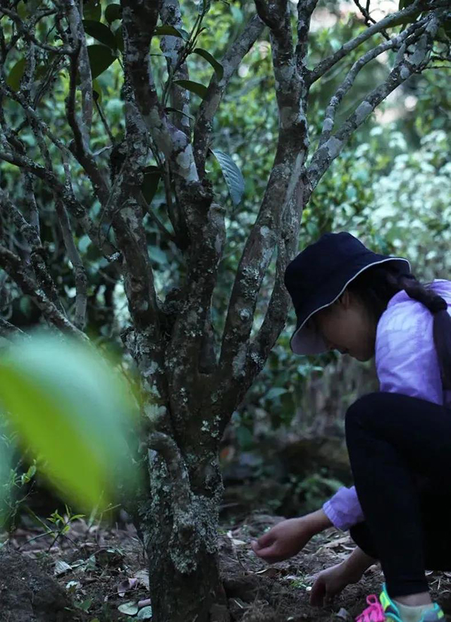 荣瑞祥2022年隐春茶