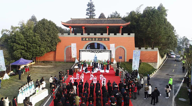 2022年宜宾早春茶开采