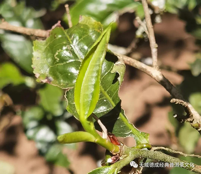 2022年普洱春茶季最新快讯