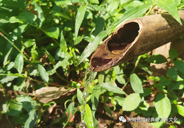 2022年普洱春茶季最新快讯