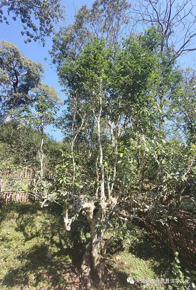 南糯山茶王树