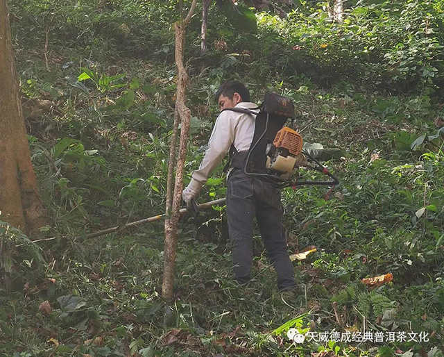 2022年普洱春茶季最新快讯