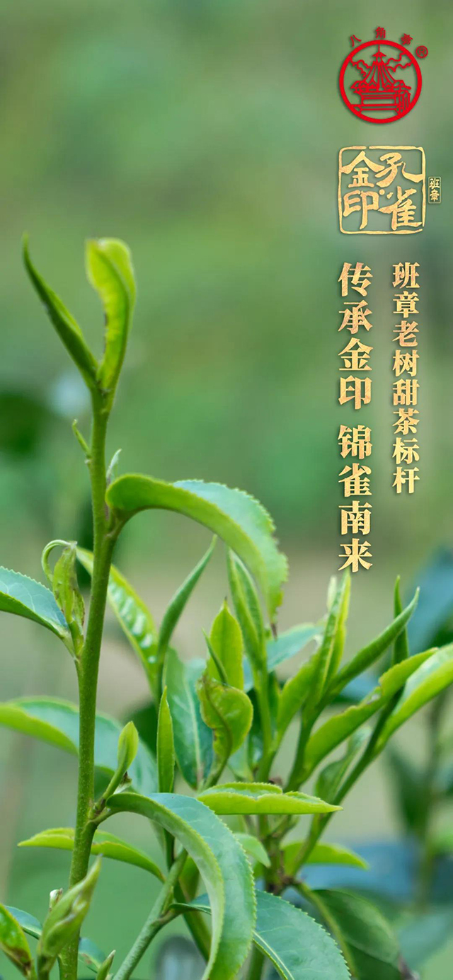 八角亭班章金印孔雀普洱茶