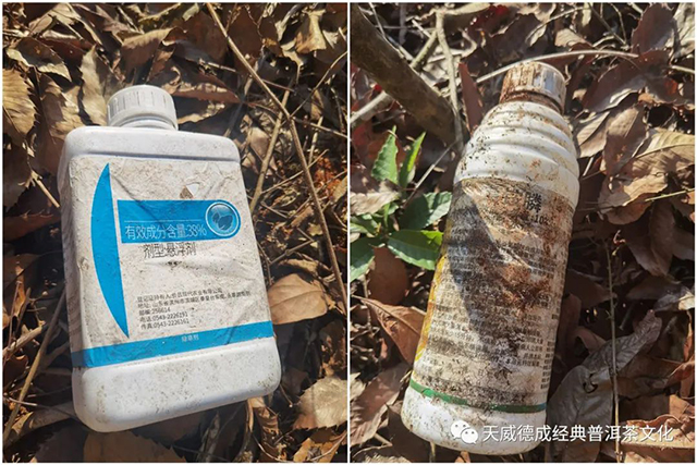 除草剂 经典普洱茶山团队:2022年普洱春茶季最新快讯(台地茶)