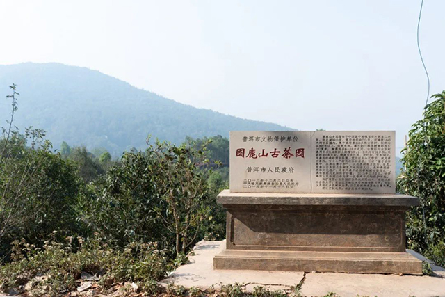 困鹿山皇家茶园古树