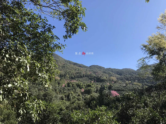 困鹿山皇家茶园古树