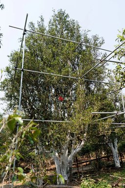 紫者困鹿山皇家细叶12树