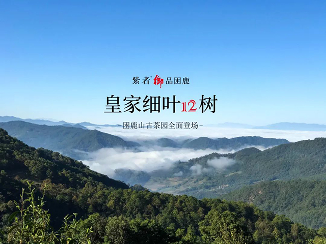 紫者困鹿山皇家细叶12树