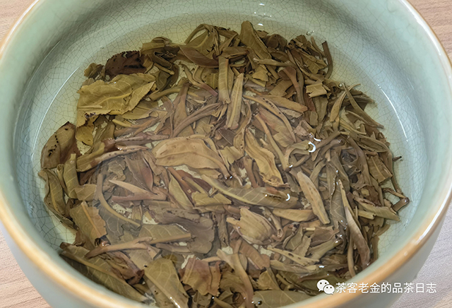 2019年老班章大单株头春普洱茶