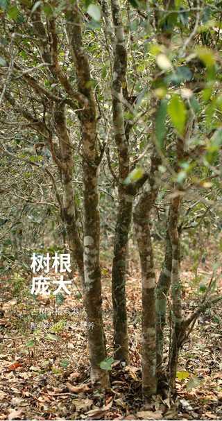 荣瑞祥2022年易武落水洞古树春茶