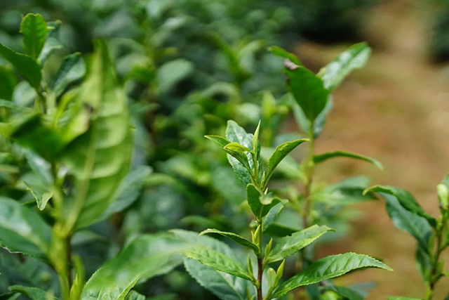 祥源茶2022年祥源早春黄山毛峰绿茶