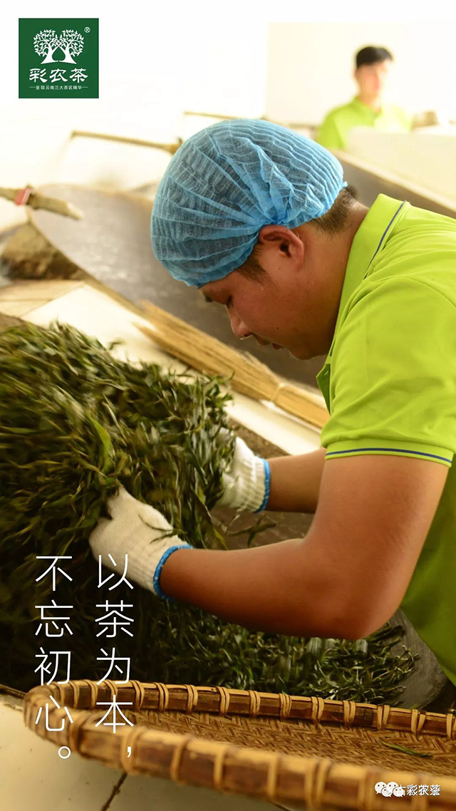 彩农茶2022春易武青饼普洱茶