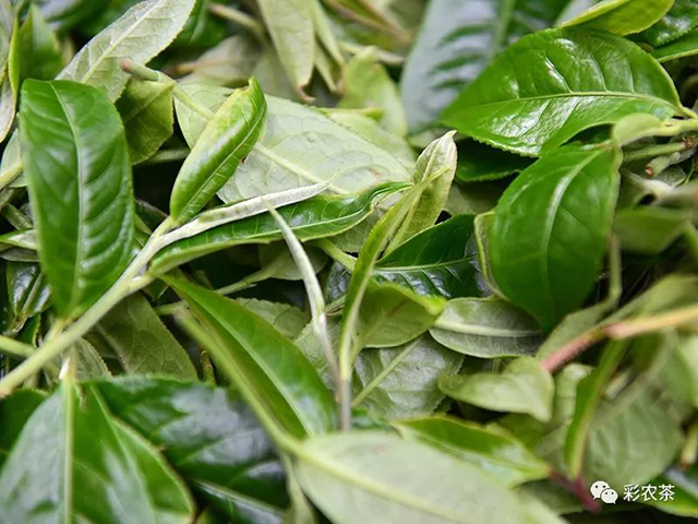 彩农茶2022春易武青饼普洱茶