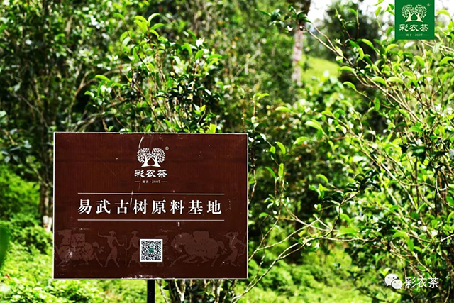 彩农茶2022春易武青饼普洱茶