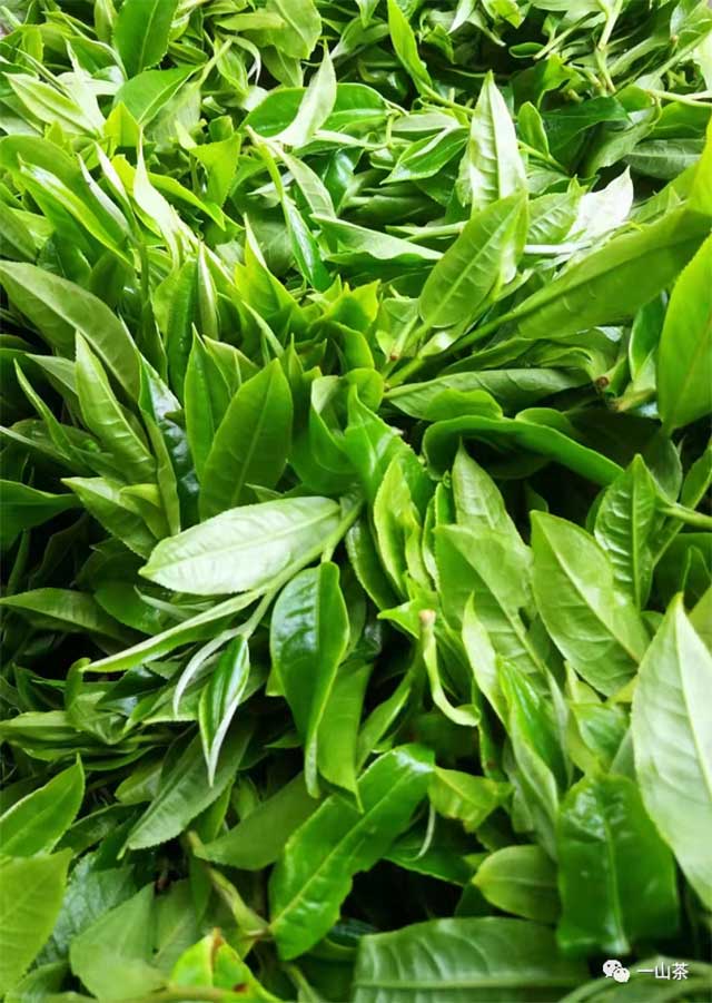 一山茶2022年春茶预售南糯山半坡老寨古树茶