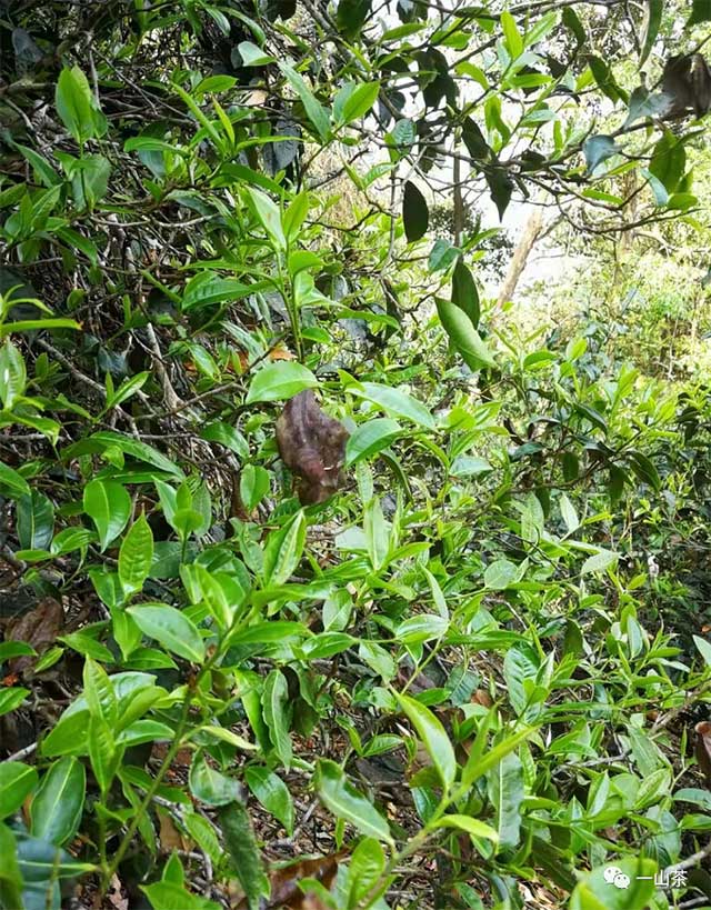 一山茶2022年春茶预售南糯山半坡老寨古树茶