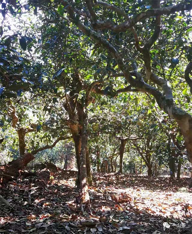 一山茶2022年春茶预售南糯山半坡老寨古树茶