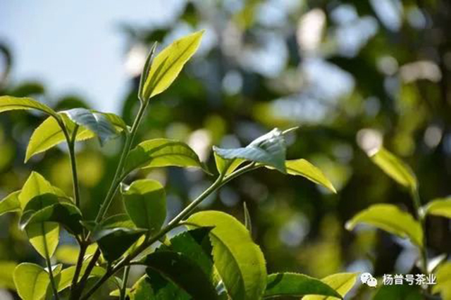 杨普号相见欢普洱茶