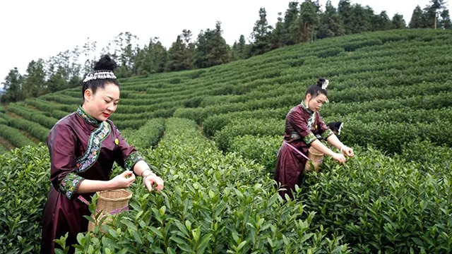 2022年春茶产销形势