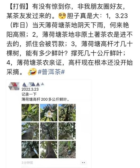 假薄荷塘茶