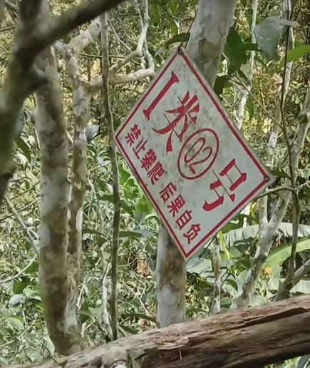 假薄荷塘茶牌子