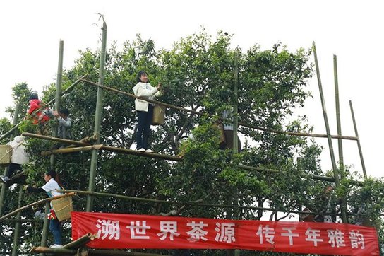 2022年澜沧邦崴千年古茶王开采