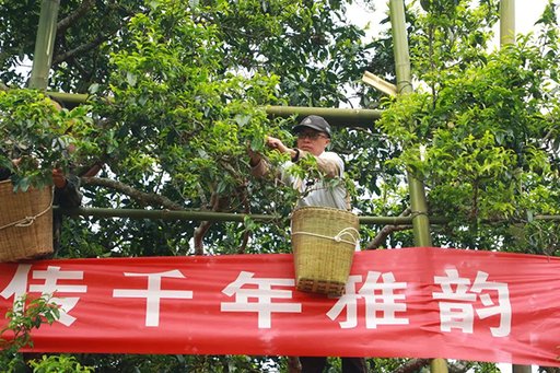 2022年澜沧邦崴千年古茶王开采