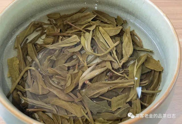 绿水塘头春古树普洱茶