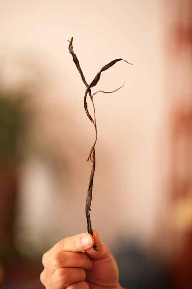 锅底塘梅子箐干茶外观