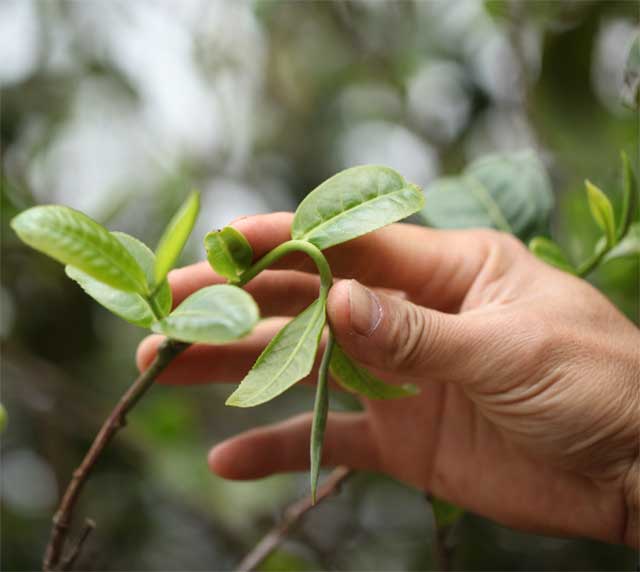 荣瑞祥普洱茶