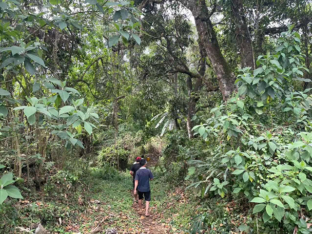 前往地处深山老林中的无名古茶地