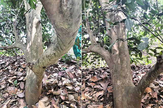 深山老林无名古茶地图集