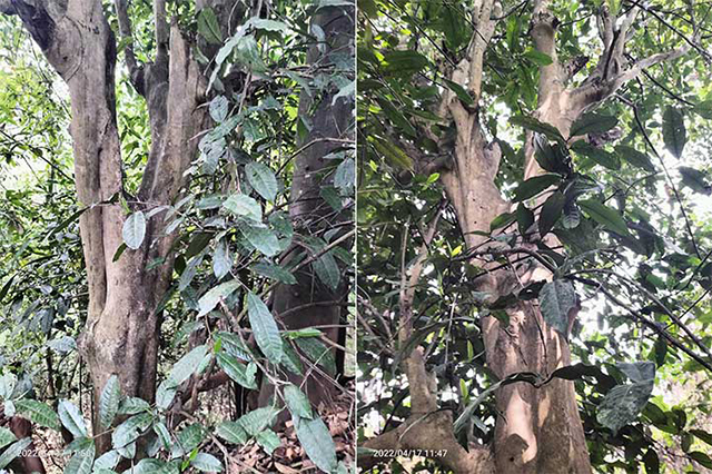 深山老林无名古茶地图集