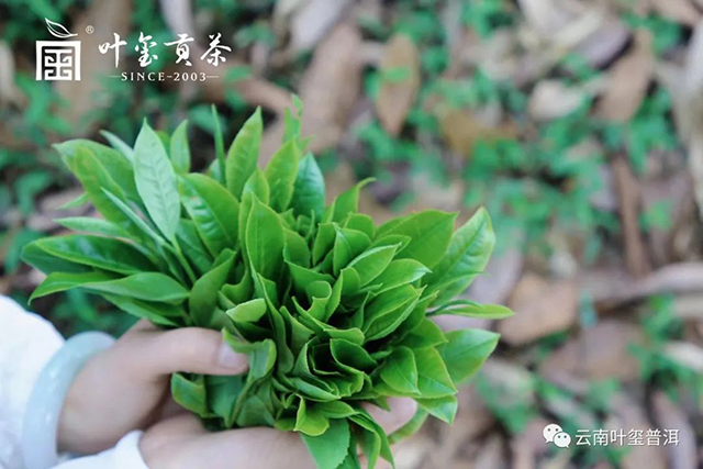 叶玺贡茶革登普洱茶