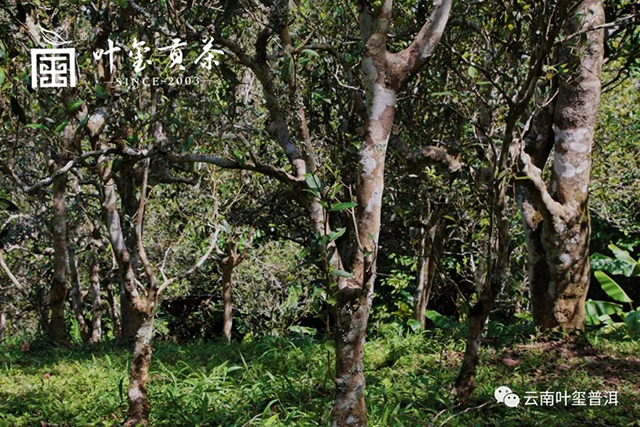 叶玺贡茶革登普洱茶