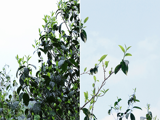 蓝版挑采古树老班章普洱茶小饼