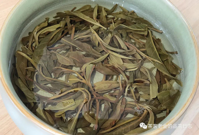 茶厨2022年挑采茶王树普洱茶
