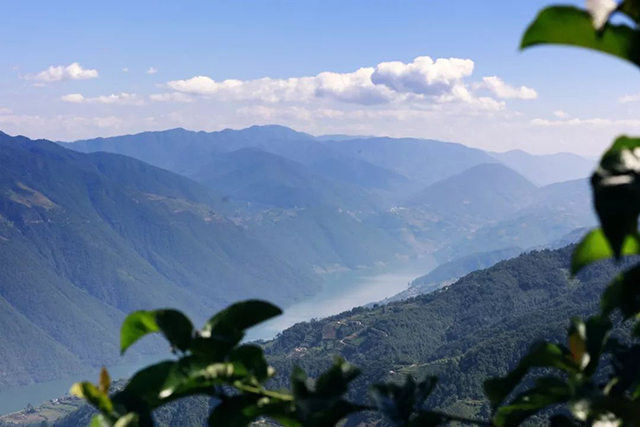 龙润茶藏香陈香普洱茶