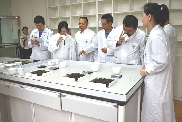 千家寨爷号普洱茶