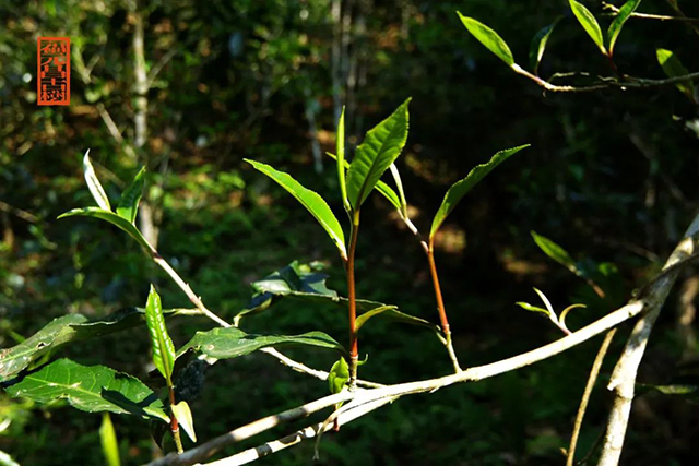福元昌古树普洱茶