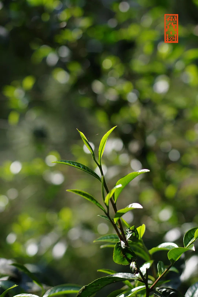 福元昌古树普洱茶